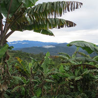 マウントハーゲン　オーガニック　フェアトレード　カフェインレス　インスタントコーヒー　スティック 2g×25本×8個（直送品）