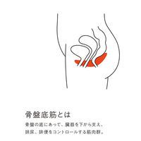 SAKURAI（サクライ） トレーニング器具 骨盤底筋しまり 54174 1セット(1個入×2)（直送品）