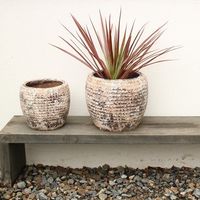 杉田エース SERAXレプタイルポット D19 H15 CWW694710 1個（直送品）