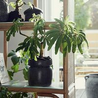 杉田エース NORDALイサポット シャイニーブラック Φ15 CXF956000 1セット(3個)（直送品）