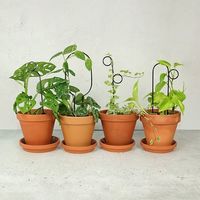 杉田エース Botanopia植物用くいミニ ブラック ポンポン CYB694739 1セット(3本)（直送品）