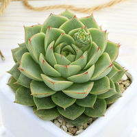 チャーム （観葉植物）エケベリア　品種おまかせ　ダイスＳ白（１鉢）（品種名のラベル付）　受皿付　軽石砂 345341（直送品）