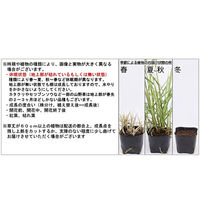 チャーム (観葉植物)おまかせスミレ 陶器鉢植え ニューダイスS WH(1鉢) 受け皿付き 439502 1鉢（直送品）