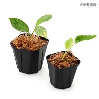 スリット鉢 KP90 黒 10個　102915（直送品）