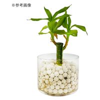 JUN J.GREEN ゼオセラボール 白 500ml 268704 1袋（直送品）