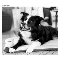 ダッドウェイ TALL TAILS クラシックマット ベルボア セージ L 284081 1個（直送品）