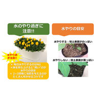 FSブルーム [N] ビオラ 8株植え プランター 20001112 1箱(2鉢入) （生花）（直送品）