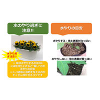 FSブルーム [N] パンジー 8株植え プランター 20001111 1箱(2鉢入) （生花）（直送品）