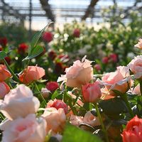 【生花】アデリー スタンディングブーケ　ピュア８本　タグ付き「ご結婚おめでとうございます」 FMZ-01B-B 1箱（直送品）