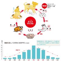 薬用ショットオン 小型犬用 約1ヶ月分 3本入 2個 アース・ペット