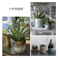 コントン　ヤマテー ハレー　４号　ブロンズ　底穴あり　受け皿付き 276113 1個（直送品）