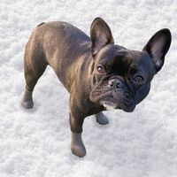 犬用 レインブーツタイプ パウテクト Sサイズ ダークブラウン（2個入り）1個