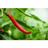 おきなわの有機南部島唐辛子（赤）粗挽き 3個 島酒家 赤唐辛子