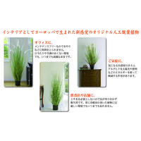 萩原 SUNNY GRASS サニーグラス 高さ約107cm 光触媒加工付き 人工観葉植物 1鉢（直送品）