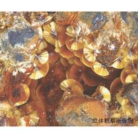 アズワン LEDズーム実体顕微鏡 三眼 7.5~50× SZM223T 1個 3-6690-02（直送品）