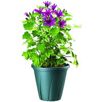 大和プラスチック 根はり鉢 10号 ダークグリーン 9.6L