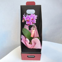 ギフトカード　手土産　お祝い　賞品　贈り物に　マイクロ胡蝶蘭 2WAYBOX入り(2.5号鉢1本立ち 淡ピンク)　スタンダード封筒（直送品）