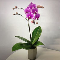 AoyamaLab ギフトカード　御祝熨斗　お祝い　贈り物に　シェアオーキッド・10人分(10号鉢10本立ち イエロー系)　二重封筒（直送品）