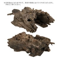 カミハタ タイ産天然流木 ハーフツリーボトムウッド S 約13×12×18cm 273887 1個（直送品）