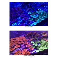 ZOOX コーラルレンズ V2 プラス 262621 1個（直送品）