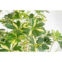 岩や 人工樹木／人工観葉植物　シェフレラ GOW-503 1個（直送品）