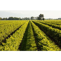 【ナチュラルワイン】イタリア　テッレ デイ ブース フリッツァンテ ビアンコ スパークリングワイン　白　辛口　750ml 1本　徳岡