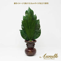 A&K プレミアムプリザーブド荒神松M(1束) 4573493480278 1個（直送品）