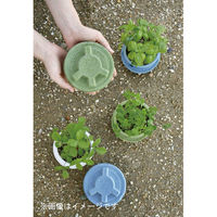 聖新陶芸 聖新 GD-94801 PLANTSMINE四葉のクローバー　1個（直送品）