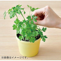 聖新陶芸 聖新 GD-95102 レシピ付栽培セットイタリアンパセリ　1セット（直送品）