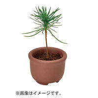 聖新陶芸 聖新 GD-954 育てるカプセル ミニ盆栽 4s　1セット（直送品）