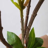 ストア・エキスプレス フェイクグリーン　フィカス　Ｈ１６０ｃｍ 8566-118 1台（直送品）