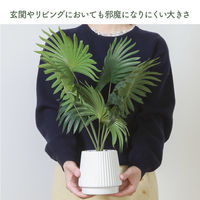 不二貿易 フェイクグリーン パナマソウ セラミックポット 41129 1個