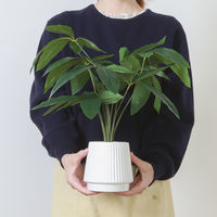 不二貿易 フェイクグリーン パキラ セラミックポット 41128 1個