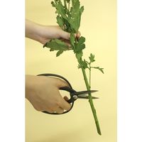 浅香工業 宝長久寛文作 大久保鋏鋼付 180mm 192039 1個（直送品）