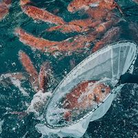 アーマリン近大 近大生まれマダイ焼味四種食べ比べセット/10食 UYA10 1箱（直送品）