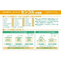 バイエル センコル水和剤 100g 2056647 1パック バイエル クロップサイエンス（直送品）