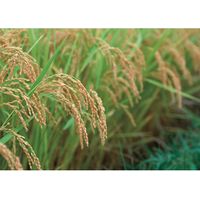 【ギフト包装】初代田蔵　高級木箱入り贅沢銘柄食べくらべ満腹リッチギフトセット　22-0470-014　1個（直送品）