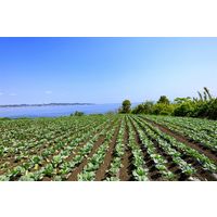 石崎電機製作所 投げ込みヒーター(600w)SNHー600 SNH-600 1個（直送品）