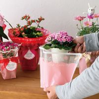 ヘッズ スイートハートOPPポットカバー-4 250枚(50枚×5) SHA-RE4 1セット(250枚入)（直送品）