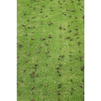 キンボシ　エンジン式エアレーター　GLA-451　（直送品）