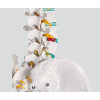 ErlerーZimmer 骨格モデル 178cm 2960 1個 8-8311-01（直送品）