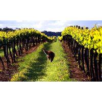 オーストラリア　バロークス プレミアム　缶ワイン　赤ワイン　ミディアムボディ 250ml 1セット（6缶）　日本酒類販売　飲み切り