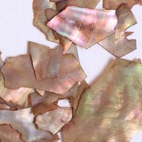 SHAREYDVA シェルシート 2g ブラウン 89791 1個（直送品）