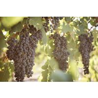 オーストラリア　ワイン ディーキン・エステート ピノ・ノワール 赤ワイン　ミディアムボディ 750ml 1本　日本酒類販売