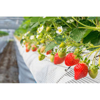 博多あまおう たっぷり苺のアイス　AH-TP 787206 1セット（直送品）