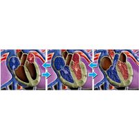 アーテック サイエンスチェンジングカード（心臓） 8900 5枚（直送品）