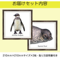 マッチングジャパン フチなし ラミあり フレームステッカー リアル動物『動物_26』 CO-9068-AS 1個(2枚セット)（直送品）