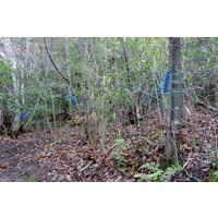 識別テープ「来るなら濃いブルー」　50mm×200m　30巻セット IDENTIFY-BLUETAPE-30P 1箱（30巻入） 松浦産業（直送品）