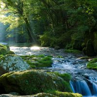 【ミネラルウォーター】Vittel ヴィッテル PET 500ml 1箱（24本入）