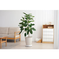 【園芸用品】 アイリスオーヤマ らくらく鉢受トレー ホワイト RHT-30 1個